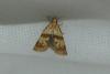 Phalonidia contractana
